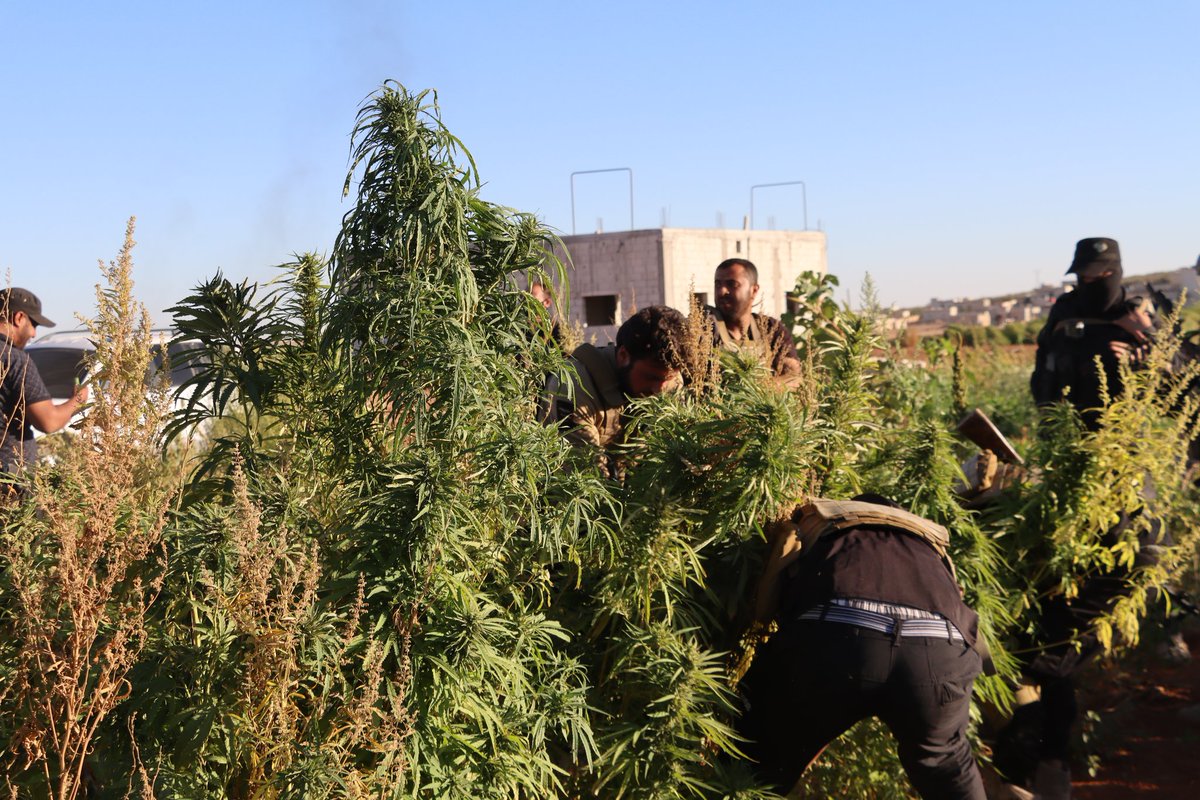 Tras redadas similares en la provincia de Alepo, el Departamento Antinarcóticos llevó a cabo hoy su primera operación dirigida contra plantas de cannabis en la provincia de Damasco. Las plantas, encontradas en una granja cerca de Duma (E. Ghouta) y que se estima que producen aproximadamente 240 kilogramos de hachís