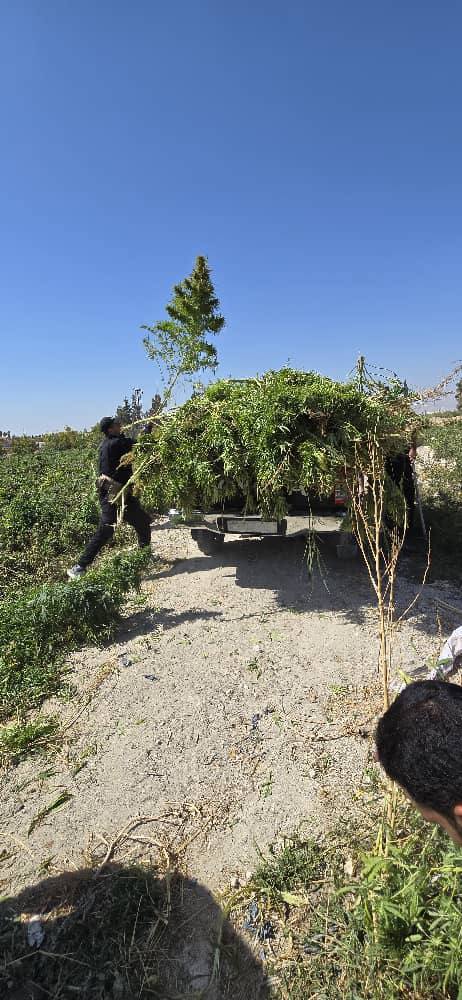 Following similar raids in Aleppo province, the Anti-Narcotics Department carried out its first operation targeting cannabis plants in Damascus province today.The plants, found in a farm near Duma (E. Ghouta) and estimated to yield roughly 240 kilograms of Hashish