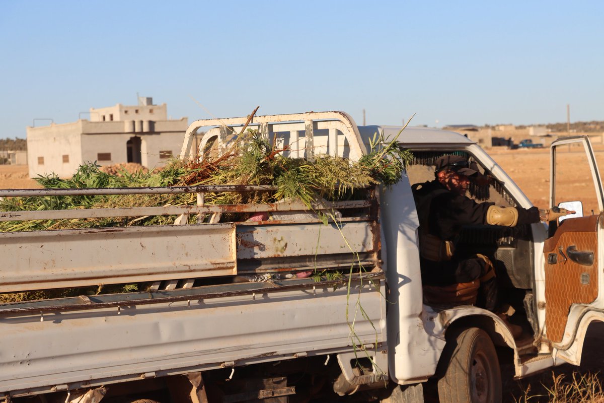 Following similar raids in Aleppo province, the Anti-Narcotics Department carried out its first operation targeting cannabis plants in Damascus province today.The plants, found in a farm near Duma (E. Ghouta) and estimated to yield roughly 240 kilograms of Hashish
