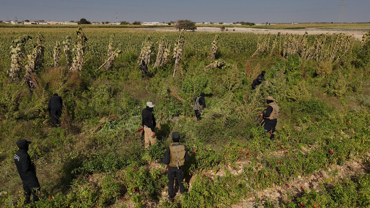 The Anti-Narcotics Department raided a farm near Safira (SE. Aleppo) where cannabis plants were cultivated. They were destroyed while the owner & his son were arrested in the operation