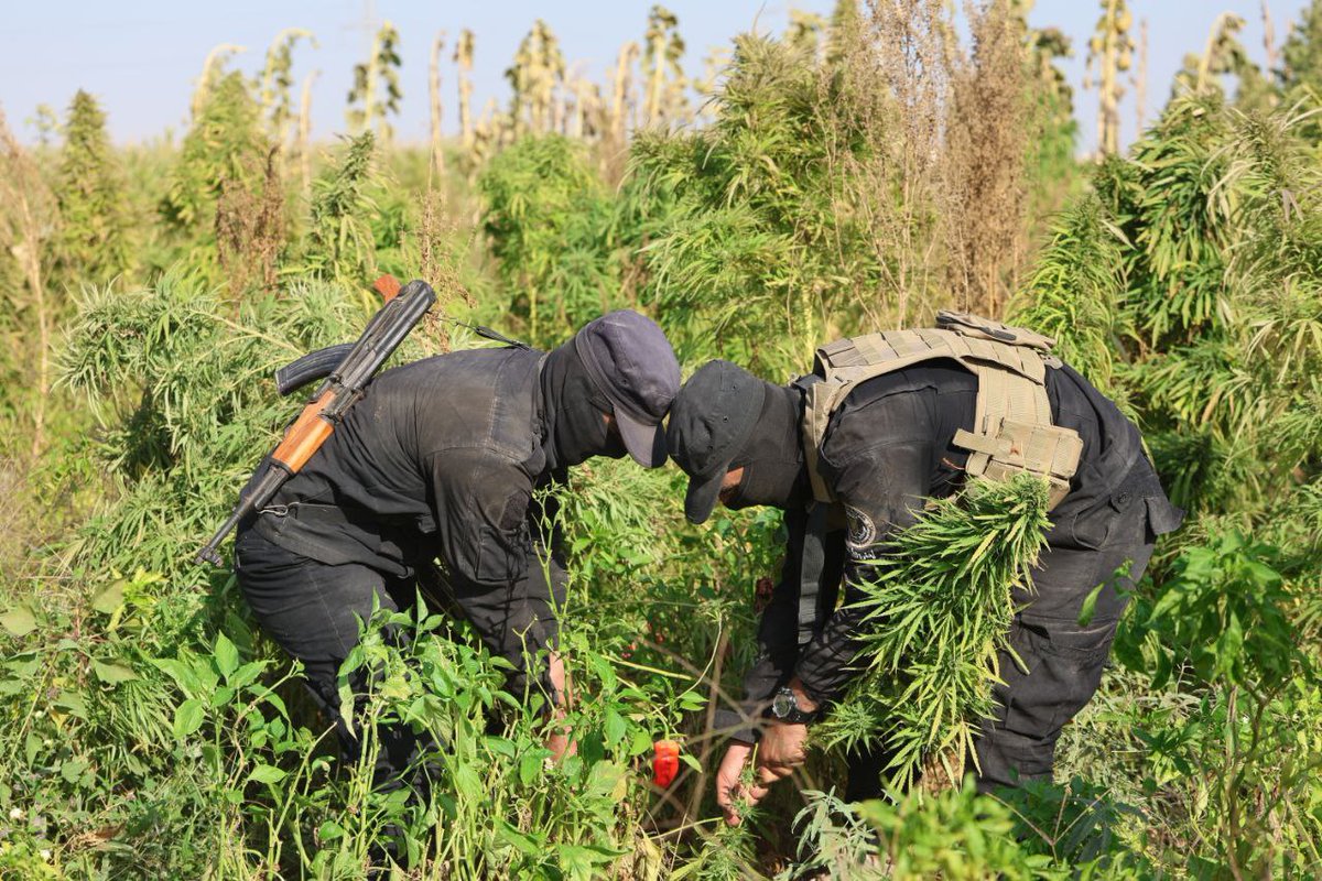 The Anti-Narcotics Department raided a farm near Safira (SE. Aleppo) where cannabis plants were cultivated. They were destroyed while the owner & his son were arrested in the operation