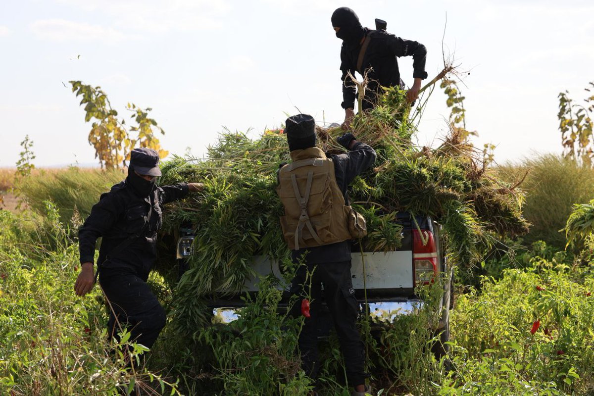 The Anti-Narcotics Department raided a farm near Safira (SE. Aleppo) where cannabis plants were cultivated. They were destroyed while the owner & his son were arrested in the operation